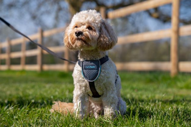 CarSafe Dog Travel Harness