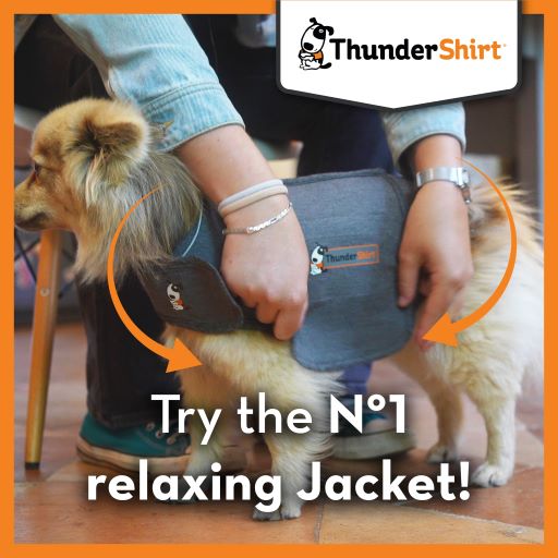 Thundershirt For Dogs Grey