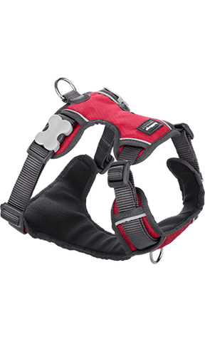 Red Dingo Padded Red Dog Harness